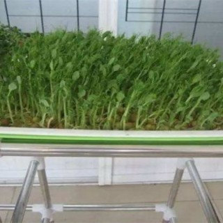 豌豆芽苗菜种植方法,第1图