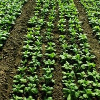 春菠菜的种植要点,第3图