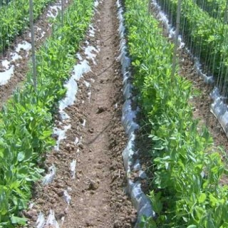 豌豆的种植技术,第4图