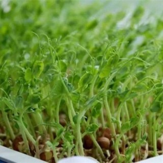 豌豆芽苗菜种植方法,第3图