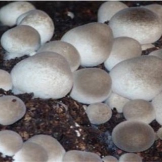 草菇的繁殖方法,第1图