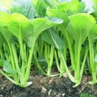 春季种植蔬菜注意事项,第3图