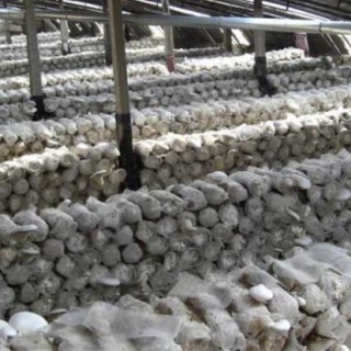 白灵菇高产种植技术,第4图