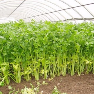夏季芹菜的种植新技术,第4图