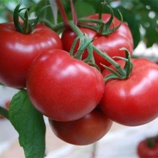 大棚番茄怎么种？大棚番茄种植技术,第4图