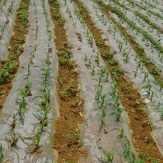 玉米种植技术,第2图
