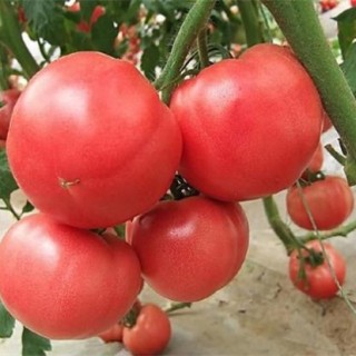 西红柿生长环境要求,第5图