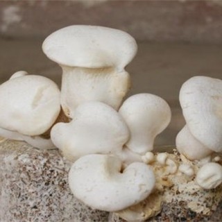 白灵菇的栽培技术,第2图