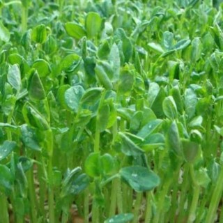豌豆苗种植技术,第3图