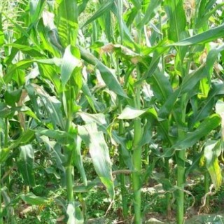 玉米种植技术,第4图