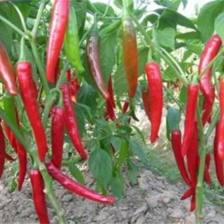 辣椒的种植方法和时间,第1图