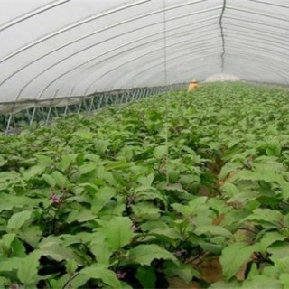 冬季大棚茄子定植后管理技术,第1图