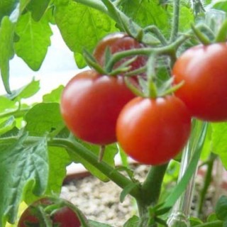 早春番茄育苗注意事项,第1图