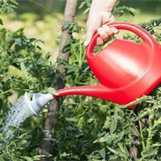 大棚番茄春季浇水方法,第4图