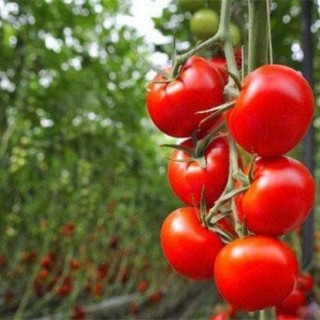 大棚番茄怎么种？大棚番茄种植技术,第3图