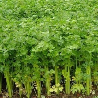 夏季芹菜的种植新技术,第1图