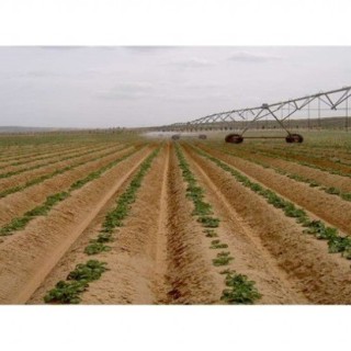 春季种植土豆高产栽培技术,第1图