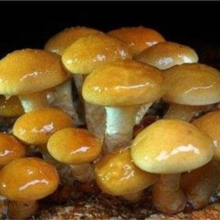 珍珠菇的生长环境,第3图