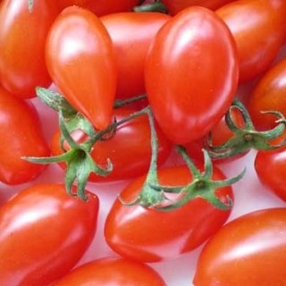 樱桃小番茄种植技术,第1图