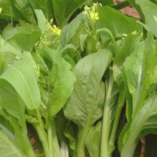 白菜苔种植技术,第3图