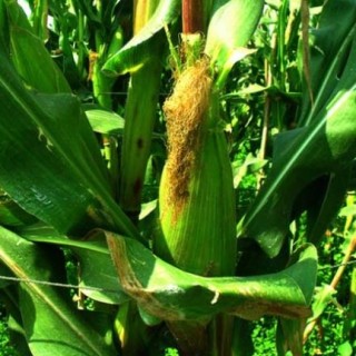 玉米种植技术,第5图