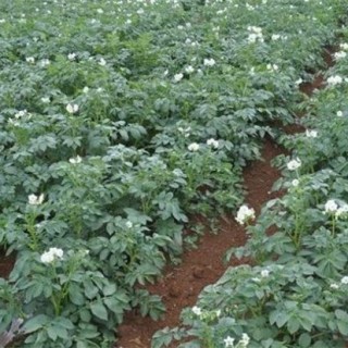 春季种植土豆高产栽培技术,第3图