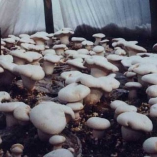 白灵菇高产种植技术,第5图