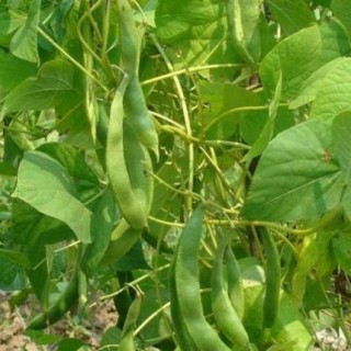 四季豆种植技术,第4图
