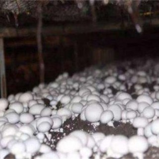 双孢菇的种植技术,第3图