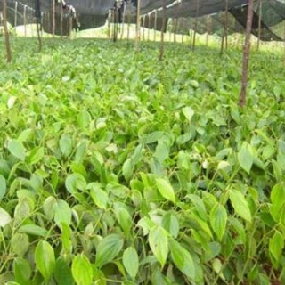 胡椒的种植技术,第3图