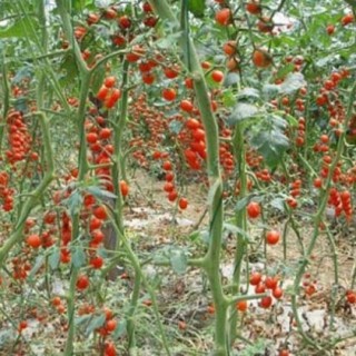 樱桃小番茄种植技术,第8图