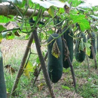 黑皮冬瓜的栽培技术,第4图