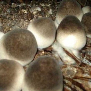 草菇的栽培管理技术,第3图