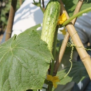 夏季黄瓜种植注意事项,第5图