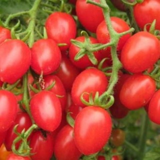 樱桃小番茄种植技术,第7图