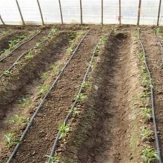 番茄滴灌施肥技术,第3图