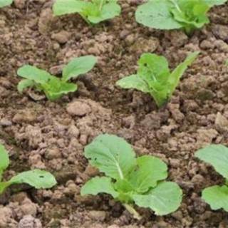 早春白菜种植常见问题,第4图