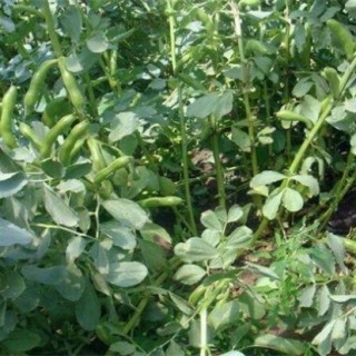 蚕豆种植如何增产,第4图