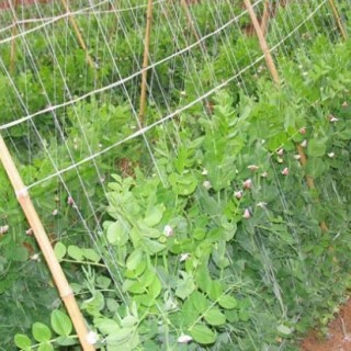 豌豆的种植技术,第3图