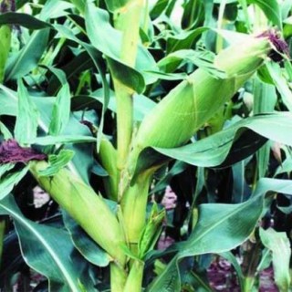 玉米种植技术,第6图