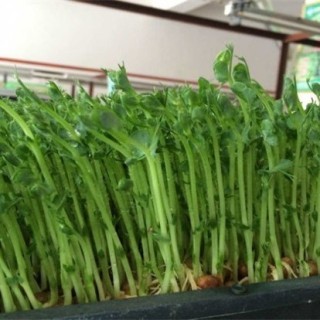 豌豆芽苗菜种植方法,第4图