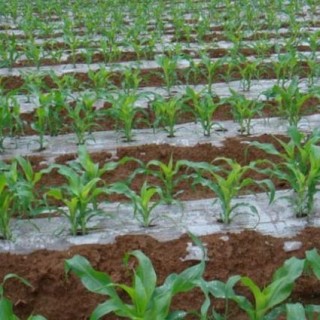 玉米种植技术,第3图
