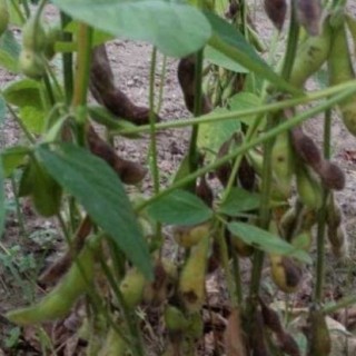 黑豆什么时候种植？,第3图