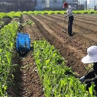 榨菜移栽技术和留种要点,第2图