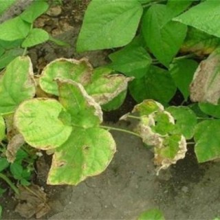芸豆的病虫害防治方法,第3图