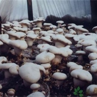 白灵菇生长对环境的要求,第1图