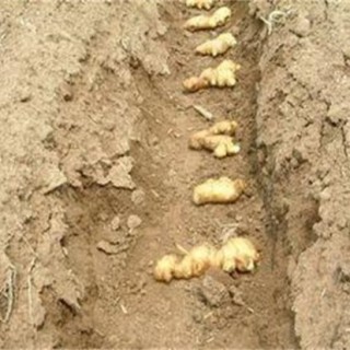 生姜的种植技术,第3图