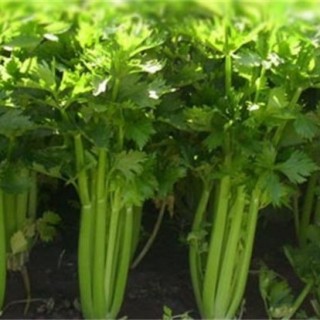 夏季芹菜的种植新技术,第5图