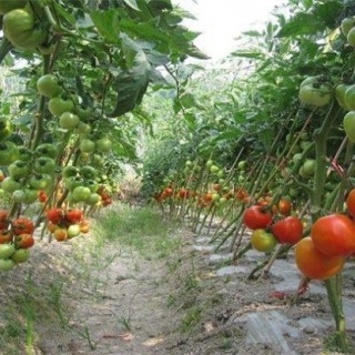 夏季西红柿肥水管理,第3图
