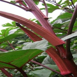 红秋葵的栽培技术,第4图